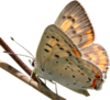 Lycaena